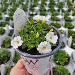 Calibrachoa hybrida 'Balcal14141'