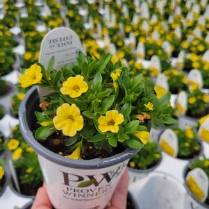 Calibrachoa hybrida 'Balcal1004'