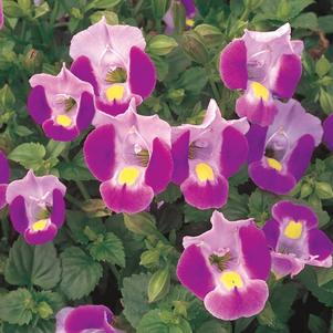 Torenia hybrid 'Dancatpink'