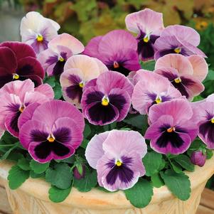 Viola x wittrockiana 'PAS912390'