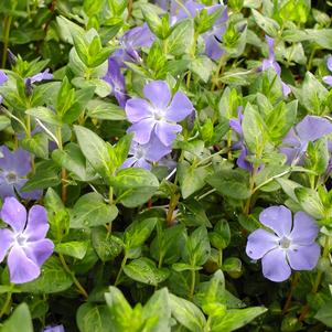 Vinca major 'Maculata'