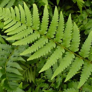 Dryopteris x australis 