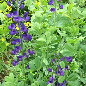 Baptisia australis 