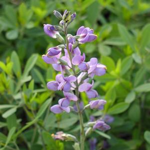 Baptisia australis x alba 'Purple Smoke'