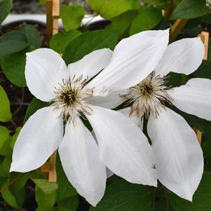 Clematis x 'Henryii'