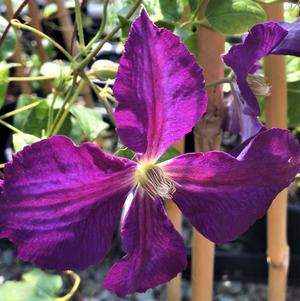 Clematis x 'Jackmannii'