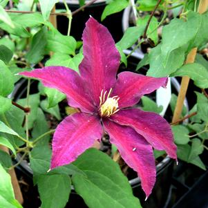 Clematis x 'Niobe'