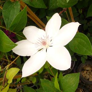 Clematis lanuginosa x patens 'Candida'