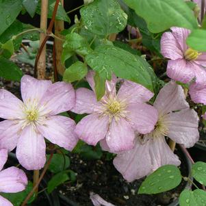 Clematis x 'Comtesse de Bouchard'