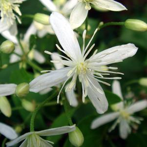 Clematis terniflora 'Paniculata'