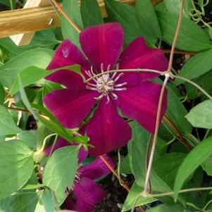 Clematis x 'Rouge Cardinal'