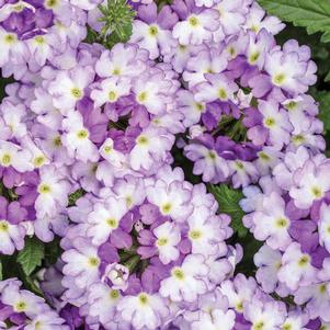 Verbena hybrid 'DVERBINPR'