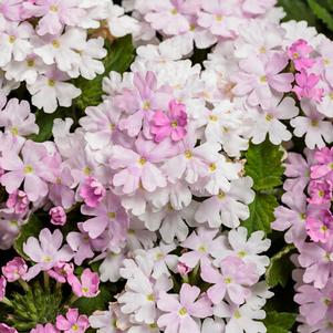 Verbena hybrid 