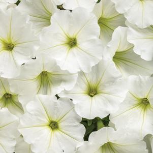 Petunia hybrid 'BBTUN04401'