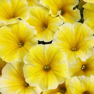 Petunia hybrid 'Balcobees'