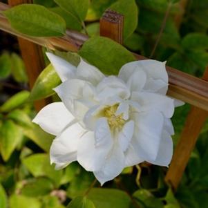 Clematis x 'Duchess of Edinburgh'