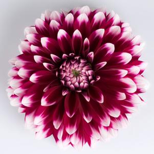 Dahlia hybrid 