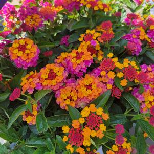 Lantana camara 'Ballanpaf'