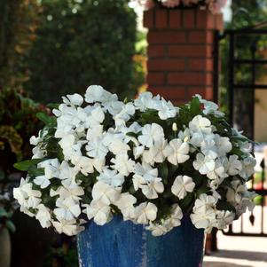 Catharanthus roseus 'PAS553555'