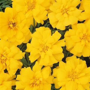 Tagetes patula 'PAS92658'