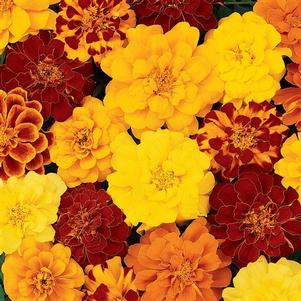 Tagetes patula 