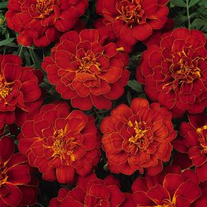 Tagetes patula 'PAS221545'