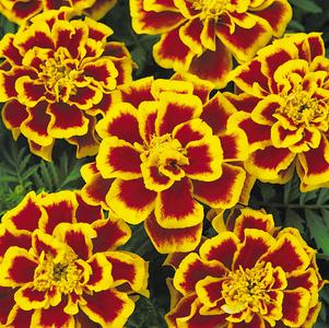 Tagetes patula 'PAS2255'