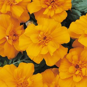 Tagetes patula 'PAS97727'