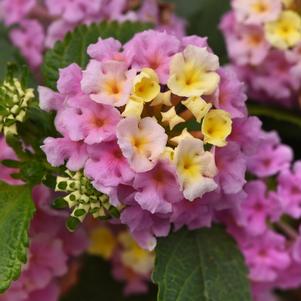 Lantana camara 'Balluclav'