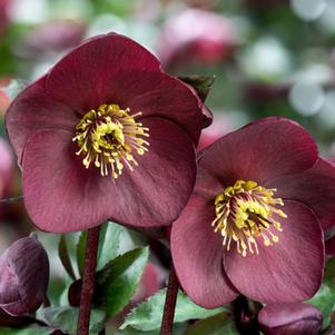 Helleborus x hybridus 'Brunello'