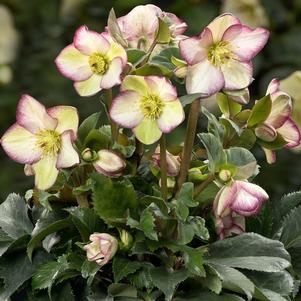 Helleborus x hybridus 'Frosted Rose'