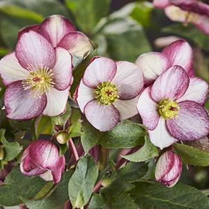 Helleborus x hybridus 'Rosado'