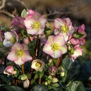 Helleborus x hybridus 'Rosetta'