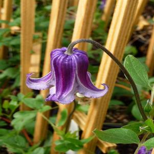 Clematis x 'Roguchi'