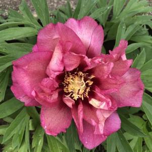 Paeonia itoh 'Hillary'