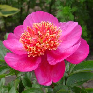 Paeonia lactiflora 'Neon'