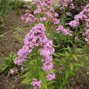 Phlox paniculata 'Jeana'