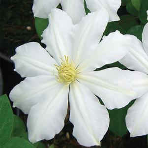 Clematis x 'Toki'