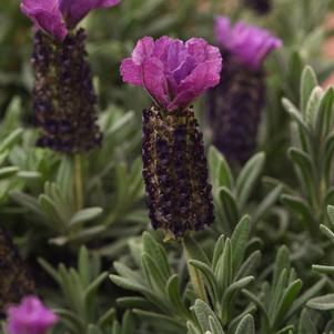 Lavandula stoechas 'Anouk Deluxe 1939'