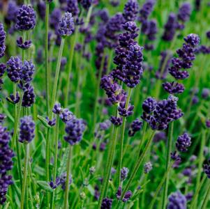 Lavandula angustifolia 'R7890A'