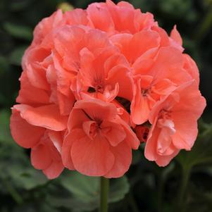 Pelargonium hortorum 'Tosdynsalim'