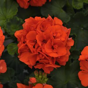 Pelargonium hortorum 'TOSTCO563'