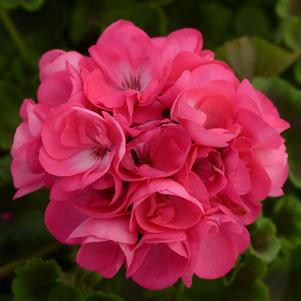 Pelargonium hortorum 'ToscaQ488'