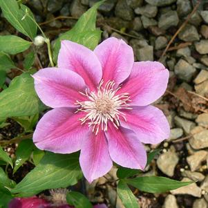 Clematis x 'Kilian Donahue'