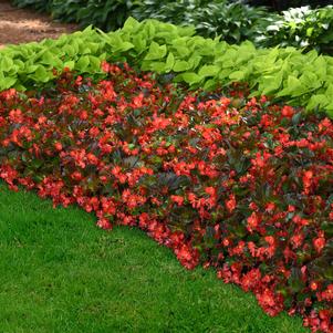 Begonia interspecific 'PAS1438024'