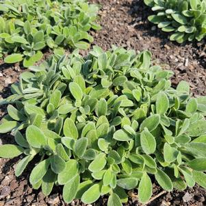 Stachys byzantina 'Balstaclamb'