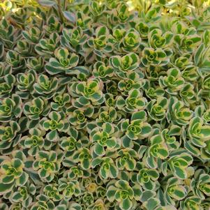 Sedum spurium 'Spiraling Doozie'