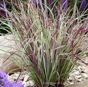 Schizachyrium scoparium 'Chameleon'