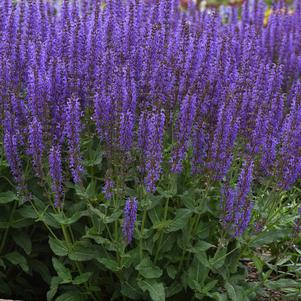 Salvia hybrida 'Blue by You'