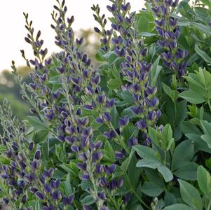 Baptisia 'Indigo Spires'